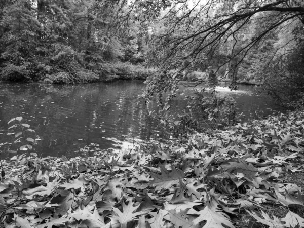 Herbst Deutschen Wald — Stockfoto