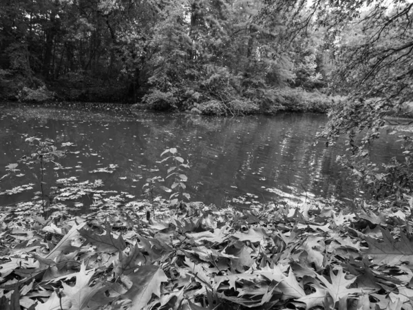 Herfst Het Duitse Bos — Stockfoto