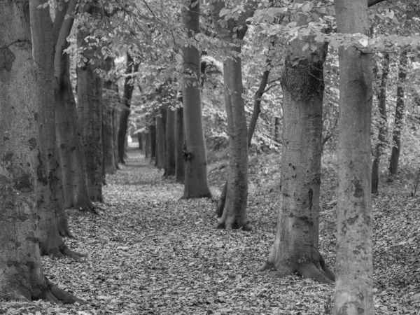 Hösten Den Tyska Skogen — Stockfoto