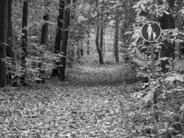 Podzim Německém Lese — Stock fotografie