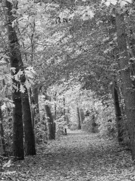 Alman Ormanında Sonbahar — Stok fotoğraf