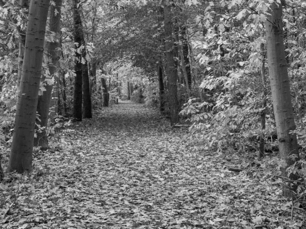 秋天在德国森林里 — 图库照片