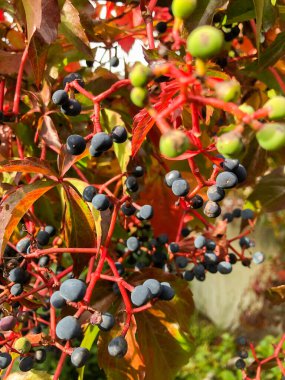 SCHAAN, LIECHTENSTEIN, 27 EYLÜL, 2021 Sonbahar zamanında vahşi bir şarabın üzerindeki renkli yapraklar (Parthenocissus Quinquefolia)