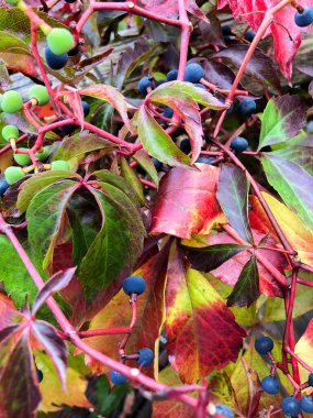 SCHAAN, LIECHTENSTEIN, 27 EYLÜL, 2021 Sonbahar zamanında vahşi bir şarabın üzerindeki renkli yapraklar (Parthenocissus Quinquefolia)