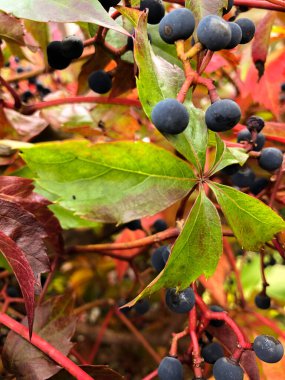 SCHAAN, LIECHTENSTEIN, 27 EYLÜL, 2021 Sonbahar zamanında vahşi bir şarabın üzerindeki renkli yapraklar (Parthenocissus Quinquefolia)
