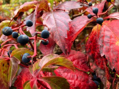 SCHAAN, LIECHTENSTEIN, 27 EYLÜL, 2021 Sonbahar zamanında vahşi bir şarabın üzerindeki renkli yapraklar (Parthenocissus Quinquefolia)