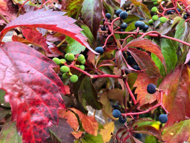 SCHAAN, LIECHTENSTEIN, 27 EYLÜL, 2021 Sonbahar zamanında vahşi bir şarabın üzerindeki renkli yapraklar (Parthenocissus Quinquefolia)