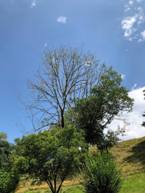 SKELLENBERG, LİECHTENSTEIN, 28 HAZİRAN 2020 Yeşil çayırdaki ağaçlı doğal manzara