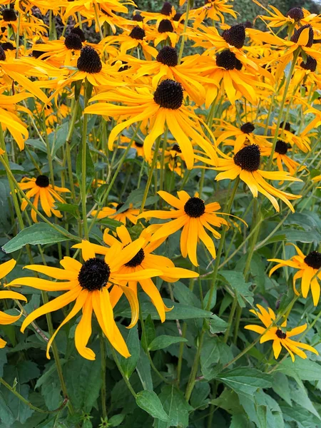 Schaan Liechtenstein Setembro 2021 Flores Amarelas Rudbeckia Hirta Olhos Pretos — Fotografia de Stock