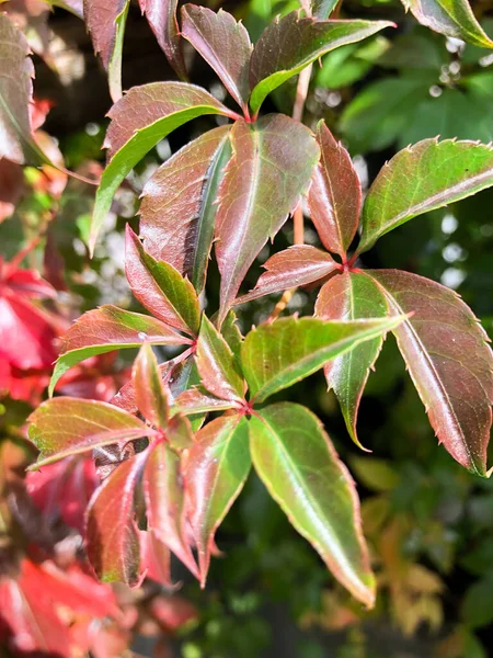 Schan Liechtenstein 2021年9月27日秋の野生ワインのカラフルな葉 Parthenocissus Quinquefolia — ストック写真