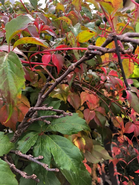 Schan Liechtenstein 2021年9月27日秋の野生ワインのカラフルな葉 Parthenocissus Quinquefolia — ストック写真