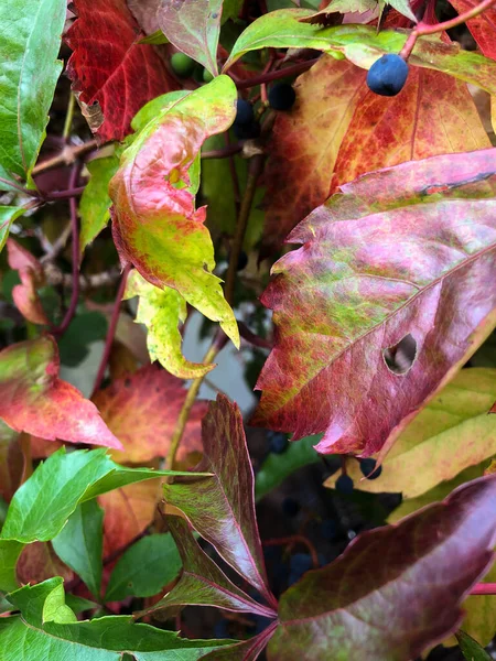 Schan Liechtenstein 2021年9月27日秋の野生ワインのカラフルな葉 Parthenocissus Quinquefolia — ストック写真