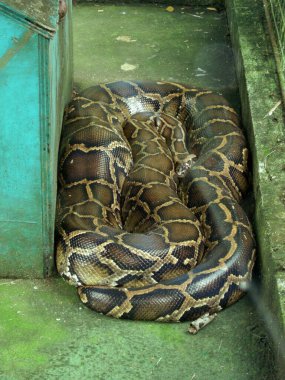 18 Ocak 2012 'de Filipinler' de bir hayvan çiftliğinde Büyük Piton Yılanı