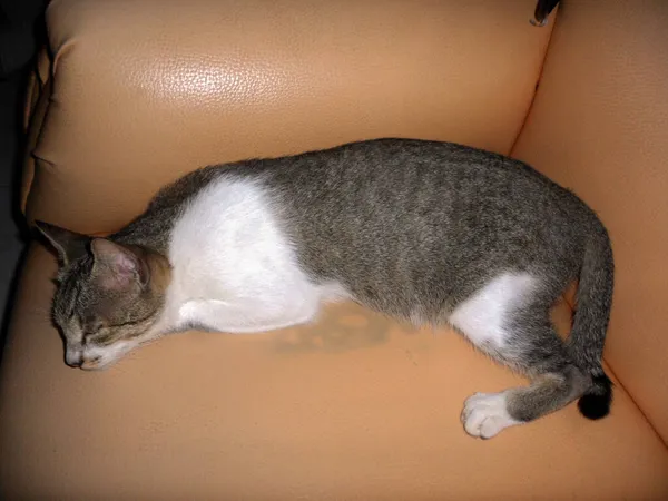 Ekim 2011 Filipinler Kanepede Uyuyan Kedi — Stok fotoğraf