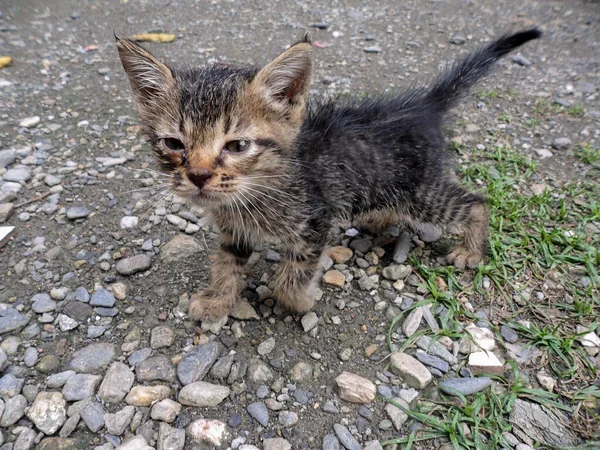 2011年11月1日フィリピンで生まれたばかりの可愛い猫 — ストック写真