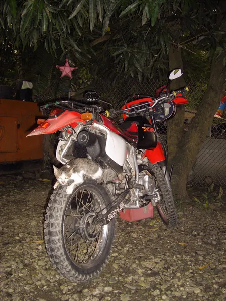 Cat Está Deitado Roda Traseira Uma Moto Honda Sabang Nas — Fotografia de Stock