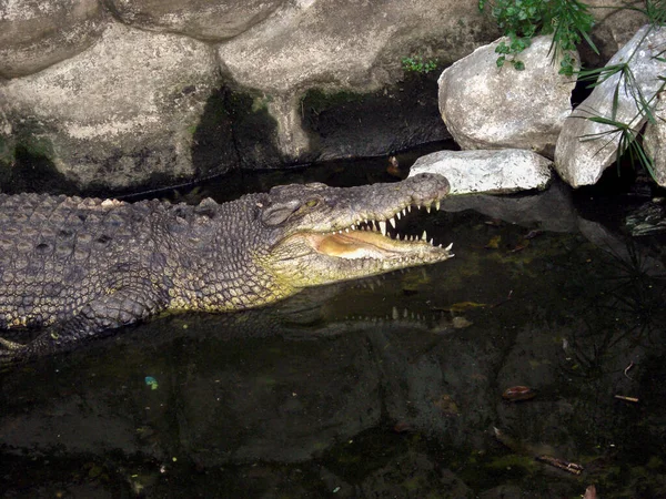 Krokodil Met Een Wijd Open Mond Een Dierenboerderij Filippijnen Februari — Stockfoto