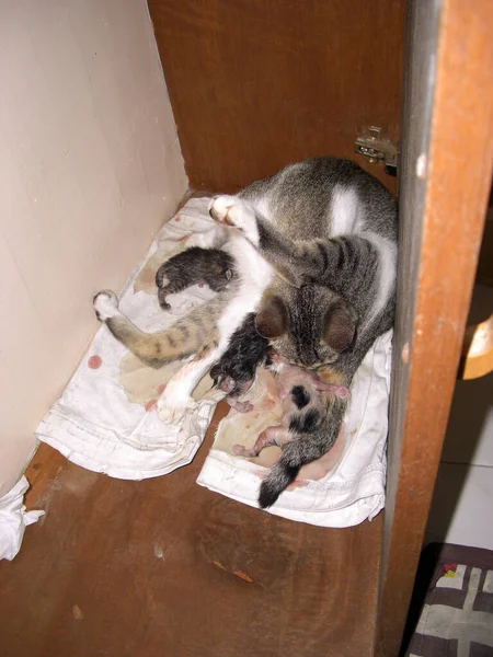 2011年11月20日フィリピンのプエルトガレラの母親と一緒にかわいい子猫 — ストック写真
