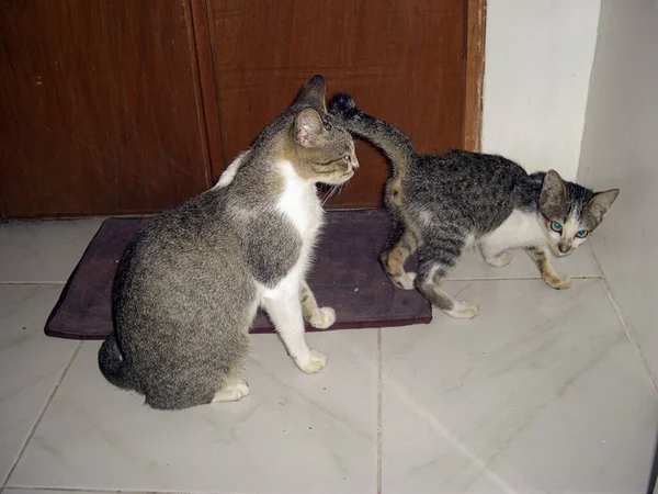 Kedves Macskák Egy Ajtó Előtt Fülöp Szigeteken 2011 Október — Stock Fotó