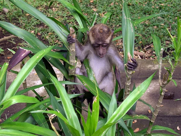 Niedliche Kleine Affen Einem Park Auf Den Philippinen Januar 2012 — Stockfoto