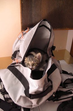 Çılgın kedi 14 Aralık 2011 'de Filipinler' de bir çantada oturuyor.