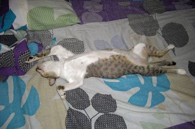 Komik kedi 15 Aralık 2011 'de Filipinler' de bir yatakta tuhaf bir pozisyonda uyuyor.