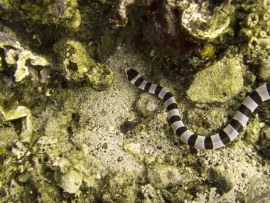 Deniz Krait (Laticauda Colubrina), Filipinler Denizi kıyısında 28 Ocak 2010