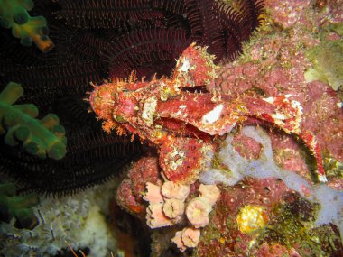 Tasseled Scorpionfish (Scorpaenopsis Oxycephala) 19 Şubat 2010 'da Filipinler' de