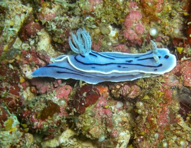 Filipinler Denizi 'nde 4 Şubat 2010' da çıplak ya da Deniz Sümüklüböceği (Chromodoris Willani) karada.