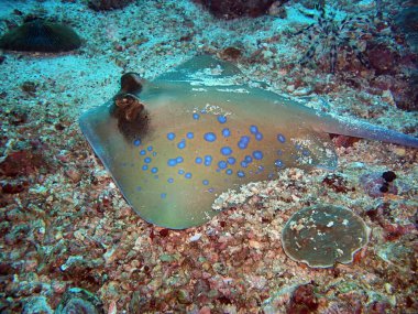 Filipinler 'de 17 Şubat 2010' da mavi kurdeleli Stingray (Taeniura Lymma) karada