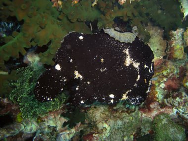 Kara Kurbağa Balığı (Antennarius Commersoni) Filipinler kıyısında 16 Aralık 2009