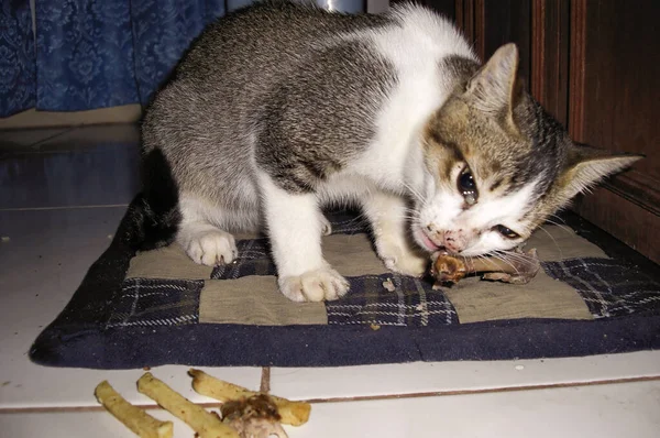 Kedi Kasım 2010 Filipinler Birkaç Kemik Çiğniyor — Stok fotoğraf