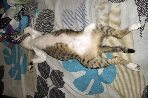 Divertido Gato Está Durmiendo Una Posición Curiosa Una Cama Las —  Fotos de Stock