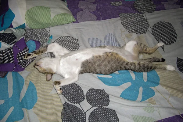 Funny cat is sleeping in a curious position on a bed on the Philippines December 15, 2011