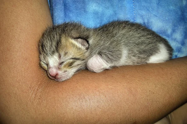 Niedliches Neugeborenes Katzenbaby Menschenhand Auf Den Philippinen Dezember 2011 — Stockfoto