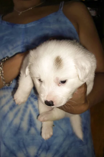 Filipinler Küçük Şirin Beyaz Köpek Yavrusu Ocak 2012 — Stok fotoğraf