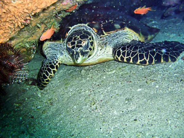 Sea Turtle Chelonia Nada Chão Mar Filipino Outubro 2009 — Fotografia de Stock