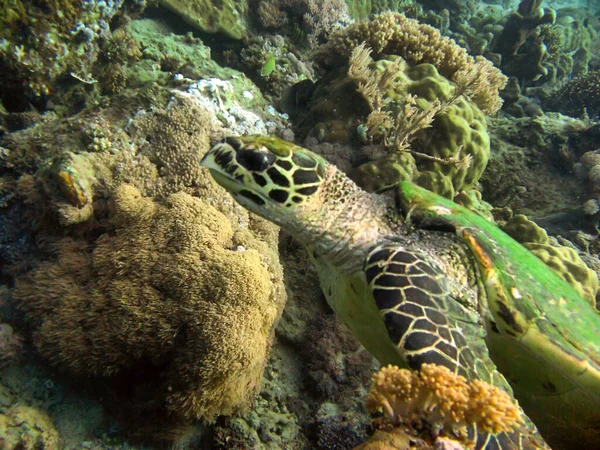 Meeresschildkröte Chelonia Schwimmt Auf Dem Boden Philippinischen Meer Dezember 2009 — Stockfoto