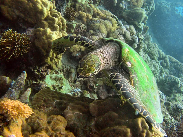 Meeresschildkröte Chelonia Schwimmt Auf Dem Boden Philippinischen Meer Dezember 2009 — Stockfoto