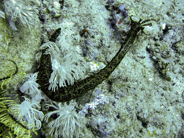 Sea Cucumber Ground Filipino Sea December 2009 — Stock Photo, Image