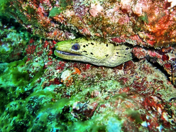 Fimbrierter Muränen Aal Gymnothorax Fimbriatus Ragt Hinter Einem Stein Philippinischen — Stockfoto