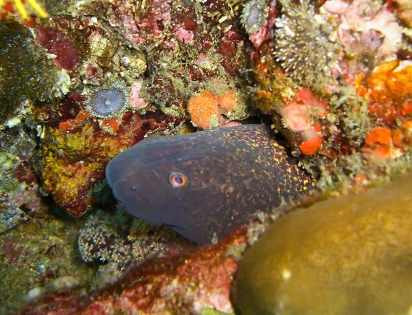 Yellow Edged Moray Eel Gymnothorax Flavimarginatus Protruding Filipino Sea February — Stock Photo, Image