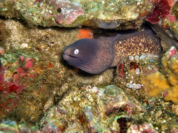 White Eyed Moray Eel Gymnothorax Thyrsoideus Protruding Stone Filipino Sea — Stock Photo, Image