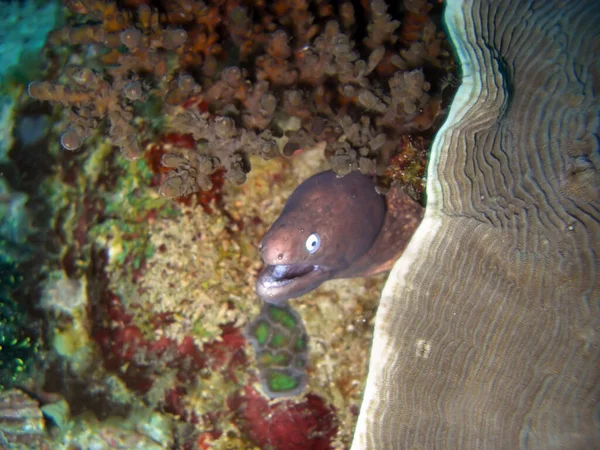 Moray Anguila Ojos Blancos Gymnothorax Thyrsoideus Sobresale Mar Filipino Febrero — Foto de Stock