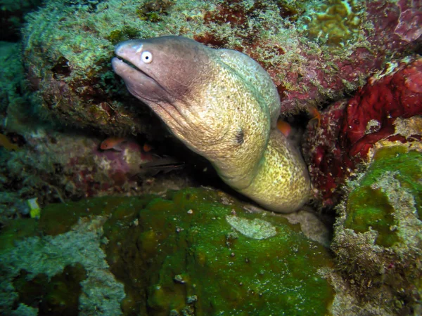 Moray Anguila Ojos Blancos Gymnothorax Thyrsoideus Sobresale Mar Filipino Febrero — Foto de Stock