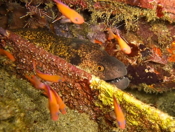 Gulkantad Moray Eel Gymnothorax Flavimarginatus Sticker Filipinhavet Februari 2010 — Stockfoto