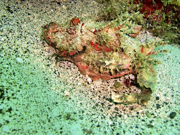Devils Scorpionfish Scorpaenopsis Diabolus Földön Filippínó Tenger Január 2012 — Stock Fotó