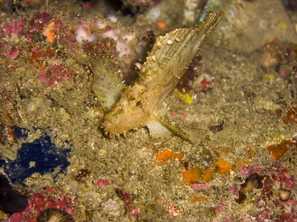 Tasseled Scorpionfish Scorpaenopsis Oxycephala Chão Mar Filipino Fevereiro 2010 — Fotografia de Stock