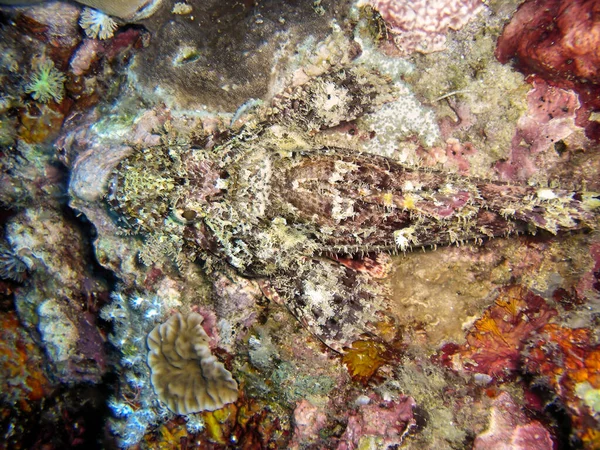 Scorfano Naufragato Scorpaenopsis Oxycephala Terra Nel Mare Filippino Dicembre 2009 — Foto Stock