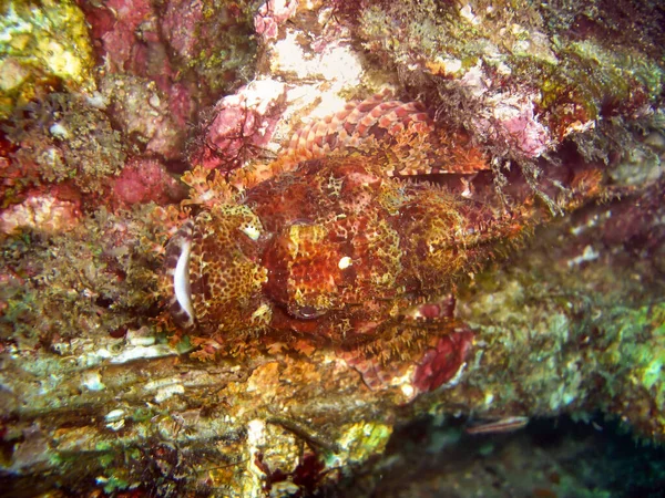 Tasseled Scorpionfish Scorpaenopsis Oxycephala Ground Filipino Sea Februari 2010 — Stok Foto
